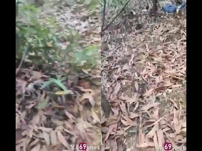 Cụ ông dẫn cháu gái ra vườn chịch bị người nhà bắt tại trận